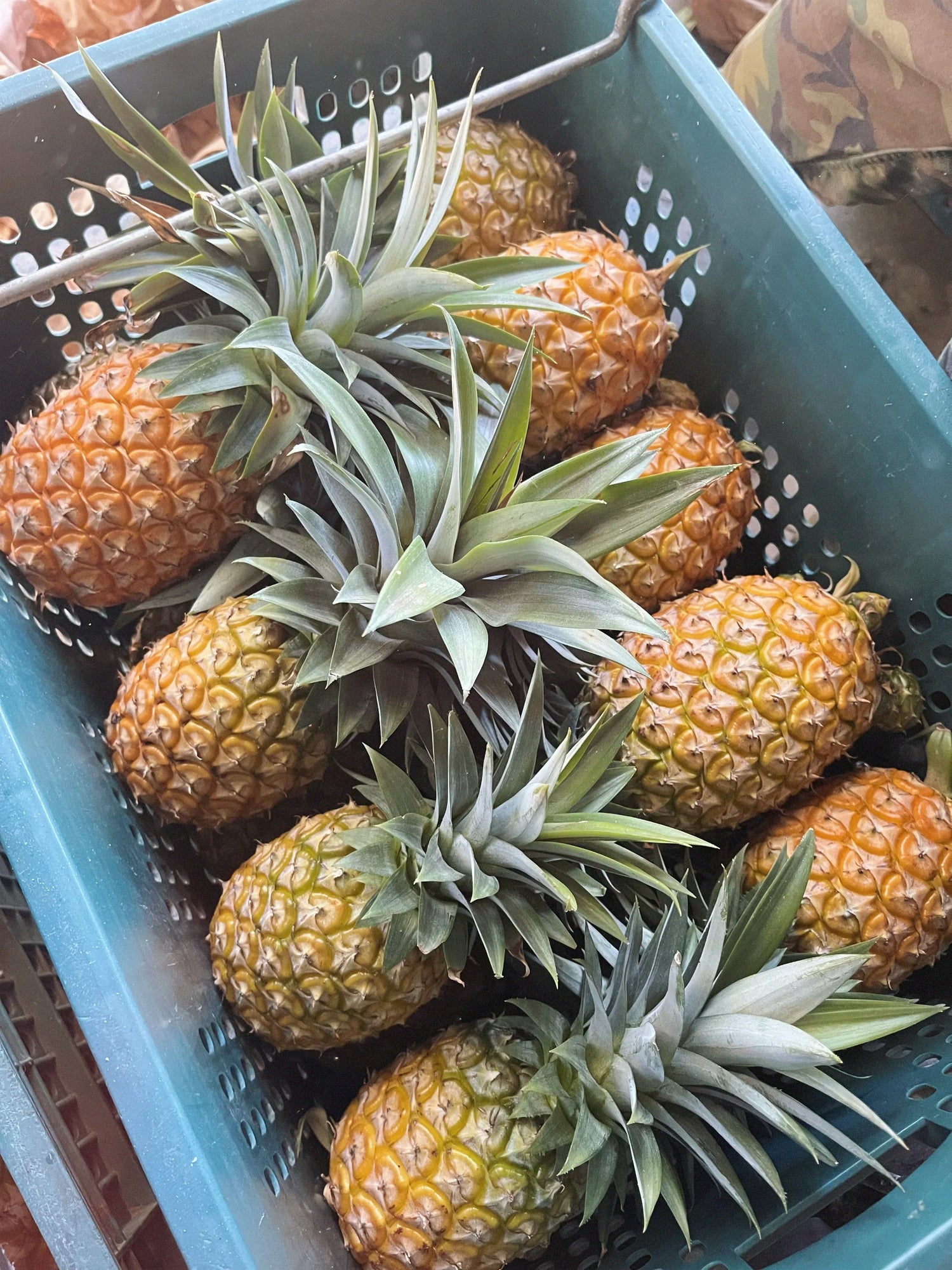 鳳梨系列
