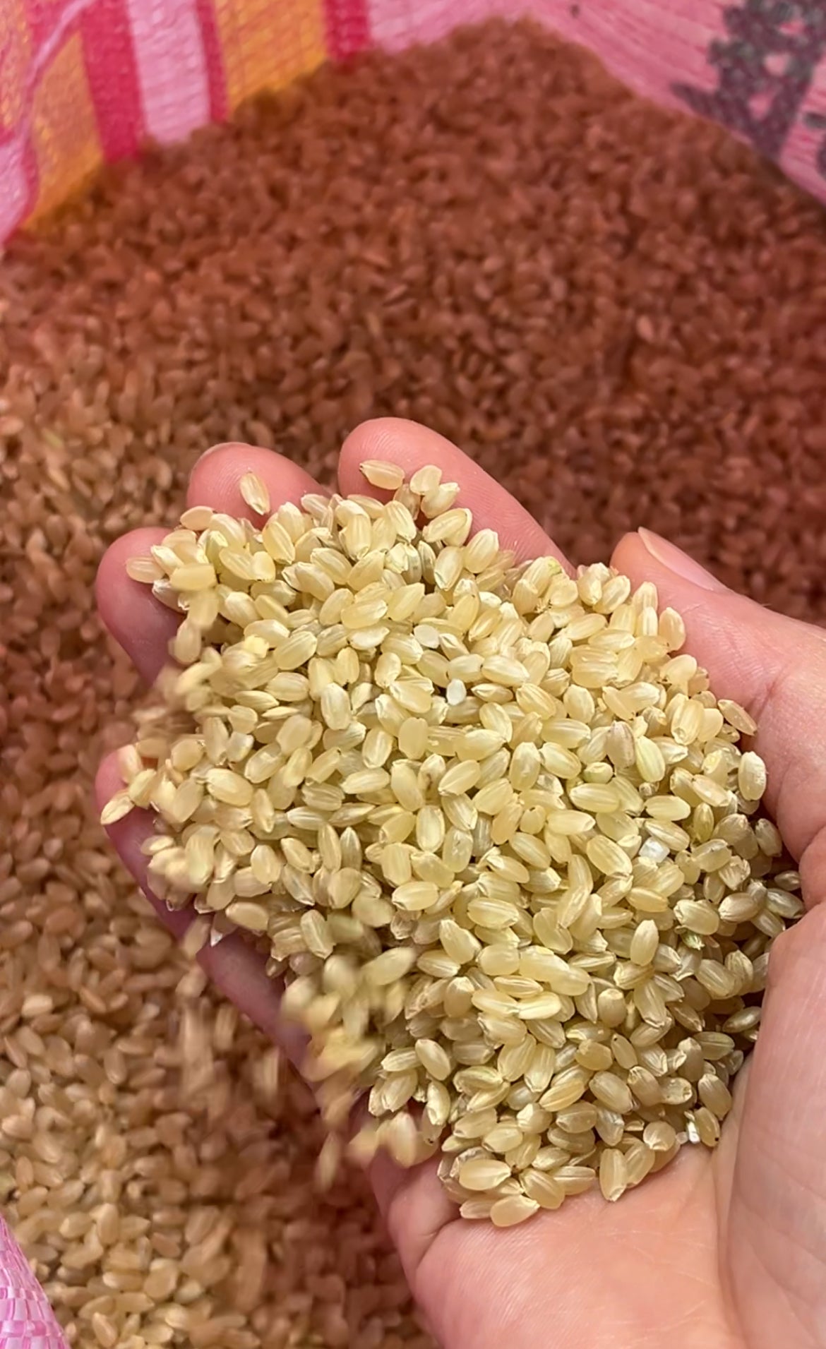 大包裝糙米 (預購)