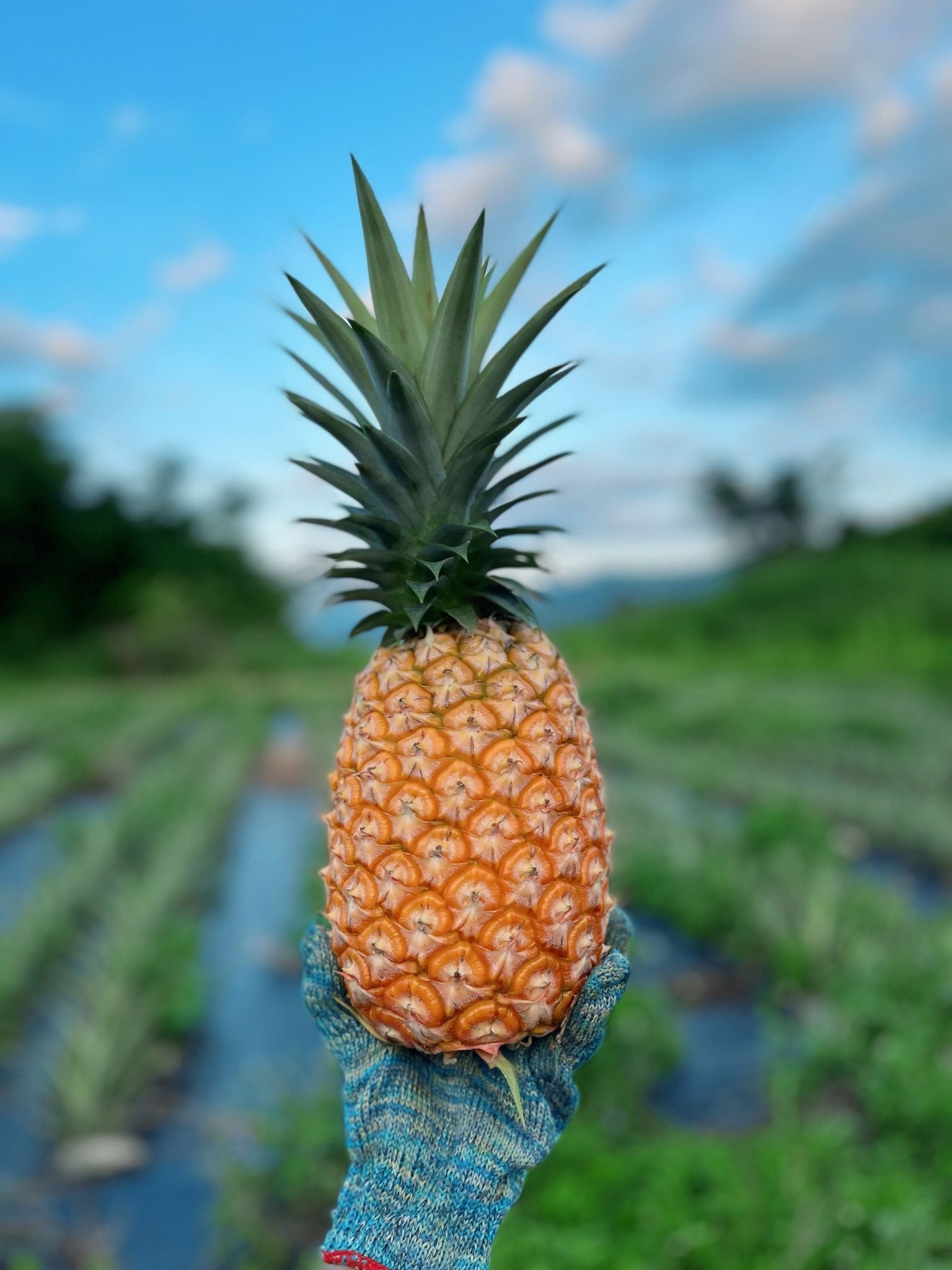 Pineapple held by a gloved hand with a blurred background of greenery and blue sky.